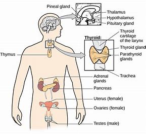 Read more about the article 10 Important hormones in women and their importance